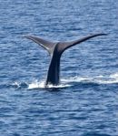 sperm_whale_tail